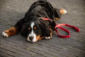 Kentucky Dog Lead Corduroy Red