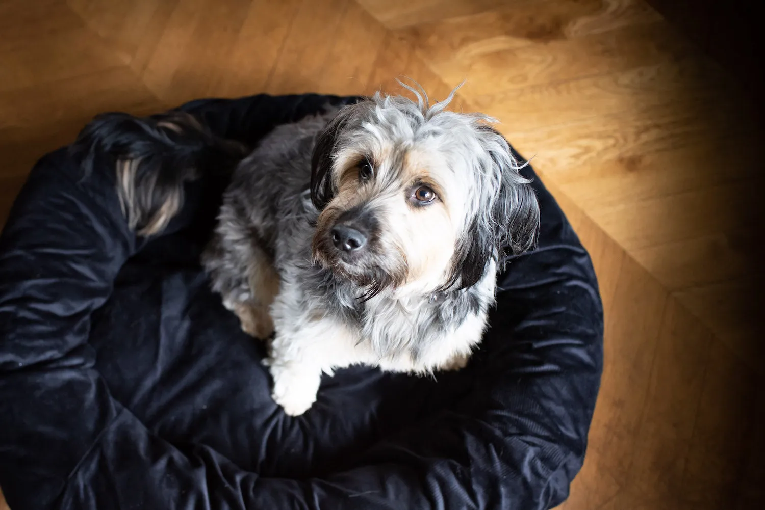 MIDNIGHT BLACK DOG BED