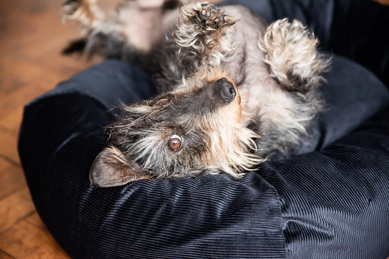 MIDNIGHT BLACK DOG BED