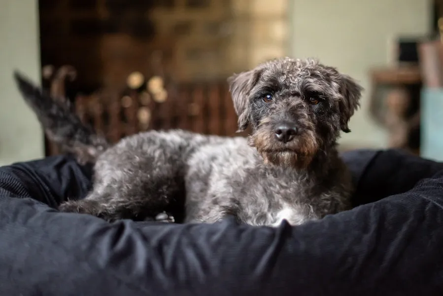 MIDNIGHT BLACK DOG BED